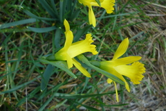 Narcissus minor asturiensis