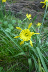Narcissus minor asturiensis