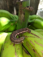 Isognathus allamandae