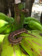 Isognathus allamandae