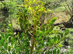 Pseudosmodingium virletii