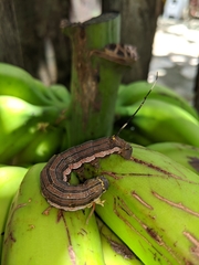 Isognathus allamandae