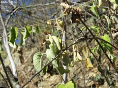 Nahuatlea magna