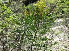 Pseudosmodingium virletii