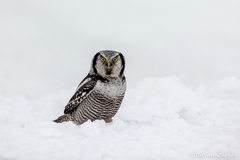 Northern Hawk-Owl photo 4