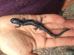 Plethodon glutinosus