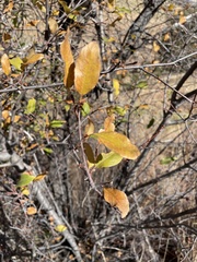 Prunus serotina virens