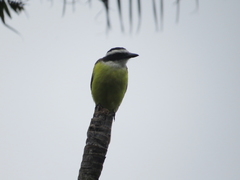 Pitangus sulphuratus