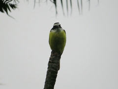 Pitangus sulphuratus