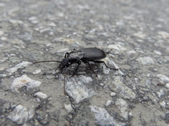 Pterostichus niger
