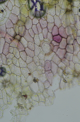 Mannia gracilis