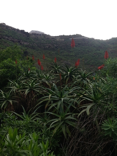 Aloe arborescens image