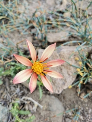 Mutisia sinuata