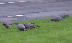 Columba palumbus
