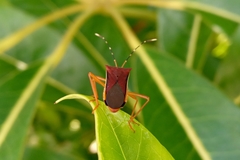 Anasa varicornis