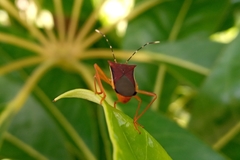 Anasa varicornis