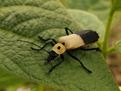 Chauliognathus heros