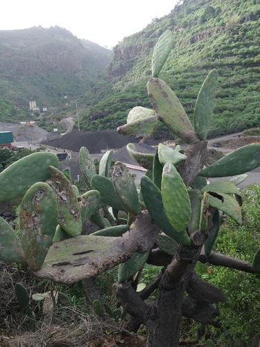 Opuntia image