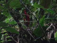 Columnea dimidiata