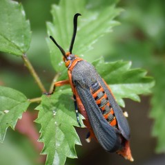 Eichlinia grande