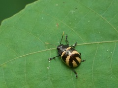 Platyphora fulvicornis