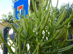 Euphorbia aphylla