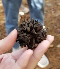 Strobilurus conigenoides