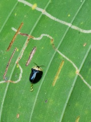 Imatidium thoracicum