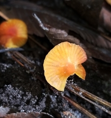Gliophorus perplexus