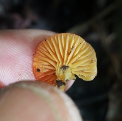 Gliophorus perplexus