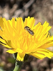 Sphaerophoria sulphuripes