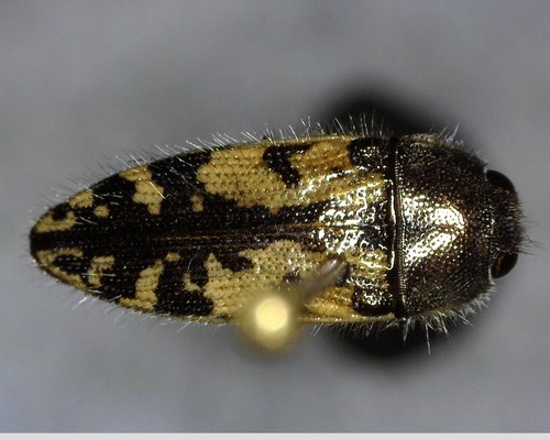 iNaturalist observation photo of Acmaeodera hepburnii