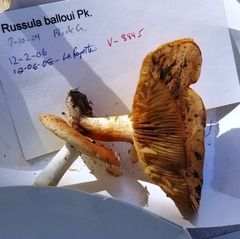 Russula ballouii