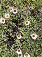 Helichrysum marginatum