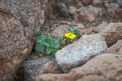 Oxalis megalorrhiza
