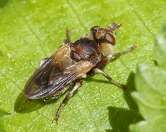 Myopa vesiculosa
