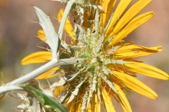 Berkheya fruticosa