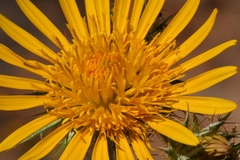 Berkheya fruticosa