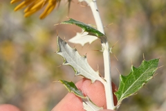 Berkheya fruticosa