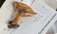 Lactarius romagnesii