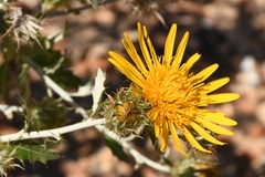 Berkheya fruticosa