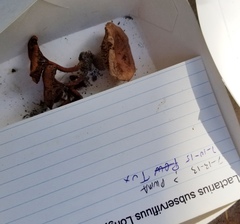 Lactarius subserifluus