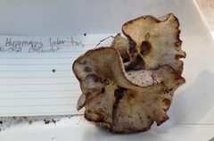 Hypomyces lateritius