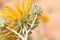 Berkheya fruticosa