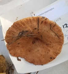 Lactarius imperceptus