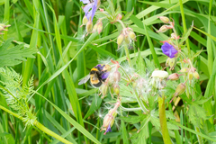 Bombus sporadicus