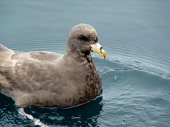 Fulmarus glacialis