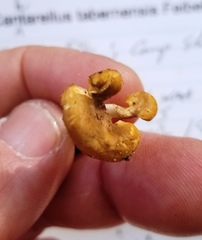 Cantharellus tabernensis