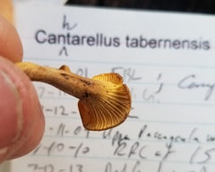 Cantharellus tabernensis