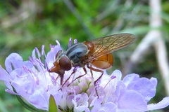Rhingia rostrata
